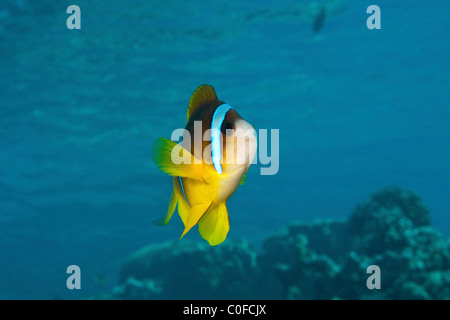 Sotto l'acqua fotografia di un mare rosso o due-nastrare clownfish (Amphiprion bicinctus) Foto Stock