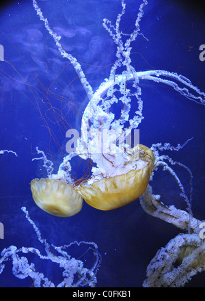 Coppia di gigante giallo e bianco meduse nuotare nel blu scuro delle acque Foto Stock