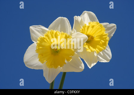 Giunchiglie contro il cielo blu Foto Stock