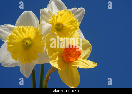 Giunchiglie contro il cielo blu Foto Stock