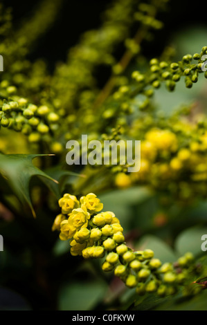 Mahonia Japonica 'Bealei', Leatherleaf Mahonia, in fiore Foto Stock