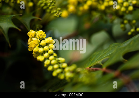 Mahonia Japonica 'Bealei', Leatherleaf Mahonia, in fiore Foto Stock