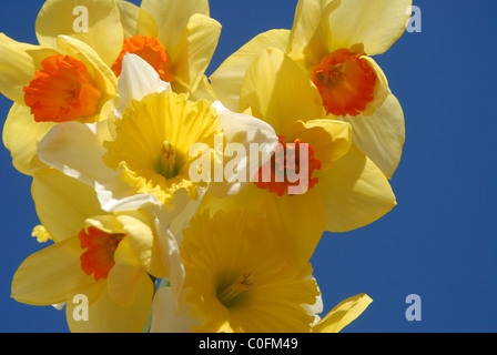 Giunchiglie contro il cielo blu Foto Stock