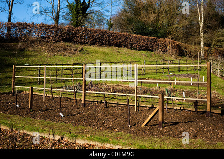 Pera e mela alberi essendo fissati per la crescita come alberi espaliered a Painswick Giardino rococò, Gloucestershire, England, Regno Unito Foto Stock