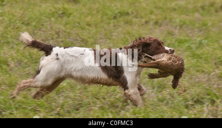 Un English Springer Spaniel recupero di una gallina fagiana su un gioco guidato che sparare Foto Stock