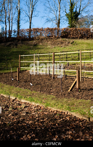 Pera e mela alberi essendo fissati per la crescita come alberi espaliered a Painswick Giardino rococò, Gloucestershire, England, Regno Unito Foto Stock