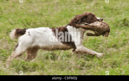 Un English Springer Spaniel recupero di una gallina fagiana su un gioco guidato che sparare Foto Stock