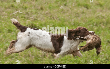 Un English Springer Spaniel recupero di una gallina fagiana su un gioco guidato che sparare Foto Stock