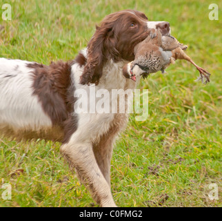 Un English Springer spaniel, un gruppo di lavoro di cane, il recupero di un rosso o pernice francese, su una pernice condotto gioco shoot Foto Stock
