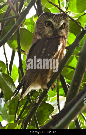 Sega nord-stuzzicare il gufo (Aegolius acadicus) Foto Stock