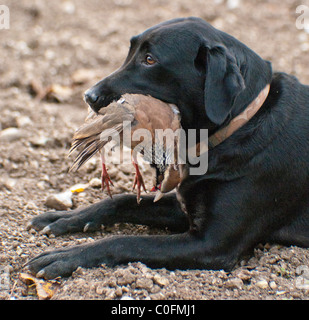 Un labrador nero, un gruppo di lavoro di cane, il recupero di un rosso o pernice francese su un gioco guidato che sparare o un fagiano condotto shoot Foto Stock
