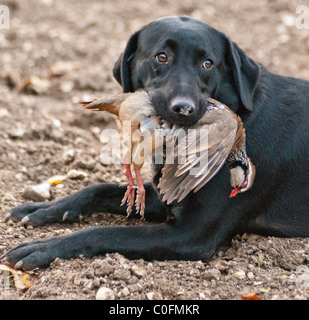 Un labrador nero, un gruppo di lavoro di cane, il recupero di un rosso o pernice francese su un gioco guidato che sparare o un fagiano condotto shoot Foto Stock