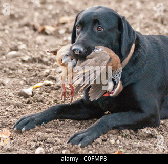 Un labrador nero, un gruppo di lavoro di cane, il recupero di un rosso o pernice francese su un gioco guidato che sparare o un fagiano condotto shoot Foto Stock