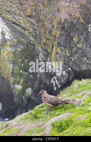 Grande Skua Stercorarius skua arroccato sulla scogliera-top a Sumburgh Head, Continentale, Isole Shetland in giugno. Foto Stock