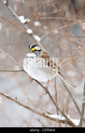 Bianco-throated Sparrow arroccato nella neve - verticale Foto Stock