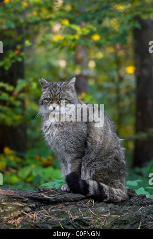 Gatto selvatico europeo (Felis silvestris silvestris) ritratto nella foresta, Germania Foto Stock