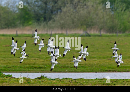 Pied Avocet (Recurvirostra avosetta) gregge volando sul campo, Germania Foto Stock