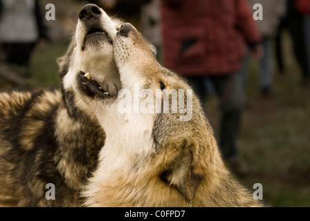 Wotan saluto Tristan a Wolf Park (Battle Ground, IN, USA) Foto Stock