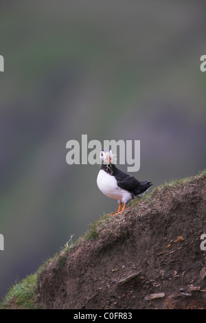 Atlantic Puffin Fratercula arctica che trasportano materiale di nidificazione sulla scogliera-top a Hermaness, Unst, Isole Shetland in giugno. Foto Stock