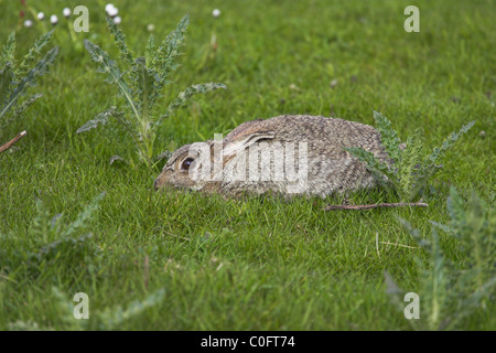 Coniglio europeo oryctolagus cuniculus adulto mantenendo bassa sulla terraferma e Isole Shetland in giugno. Foto Stock