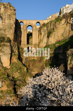 Ronda tajo assolato immagine Puente Nuevo Canyon Gorge entroterra " costa del sol " Viaggiare Andalusia Spagna Foto Stock