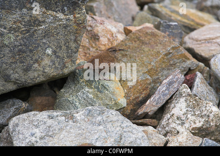 Shetland Wren Troglodytes troglodytes zetlandicus tra rocce su Fetlar, Isole Shetland in giugno. Foto Stock