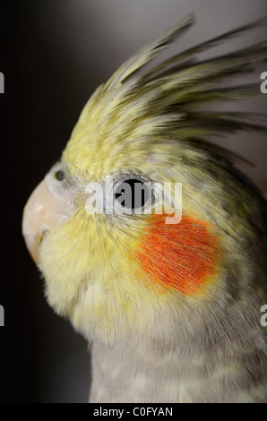 In prossimità della testa del bambino perla femmina Cockatiel Nymphicus hollandicus parrot con cresta rialzata Foto Stock