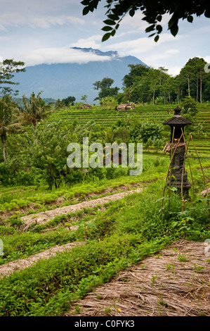 La Valle di Sideman di Bali, Indonesia, ha alcune delle più belle di riso e verdure terrazze e vedute panoramiche sull'isola Foto Stock