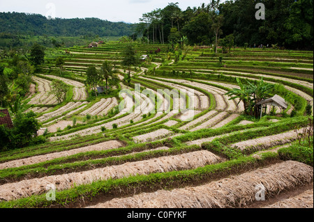 La Valle di Sideman di Bali, Indonesia, ha alcune delle più belle di riso e verdure terrazze e vedute panoramiche sull'isola Foto Stock