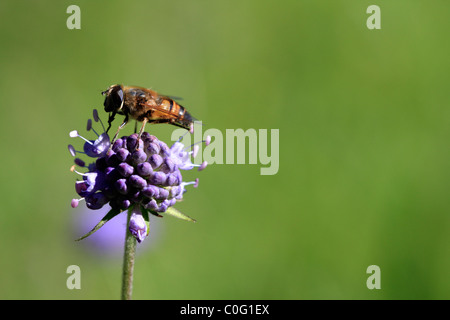 Trifolium pratense (trifoglio violetto) con Ape (Apis mellifera) Foto Stock