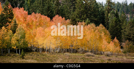 Aspens colorato nella Dixie National Forest in Utah Foto Stock