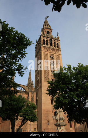 La torre Giralda, Cattedrale di Siviglia, Spagna Foto Stock