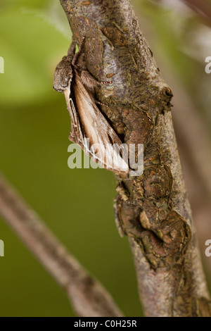 Minor Swallow prominente (Pheosia gnoma) Foto Stock