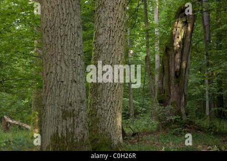 Due vecchie tronco di quercia di fronte decidua foresta naturale in estate, il vecchio albero di tiglio in background Foto Stock