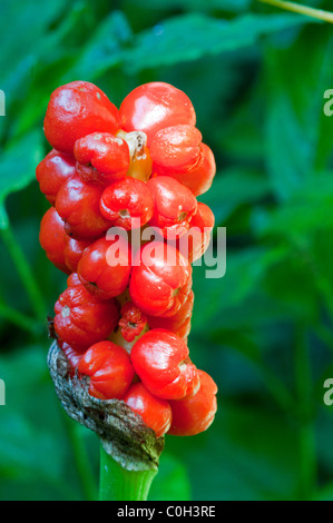 Signori e Signori aka Cuckoo-pinta (Arum maculatum), bacche Foto Stock