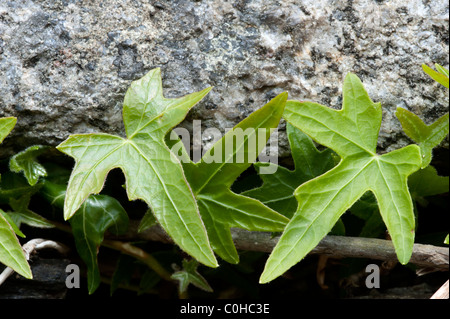 Edera (Hedera helix) sulla parete di granito Foto Stock