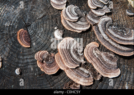 Turkeytail (Trametes versicolor - Coriolus versicolor) sul ceppo di albero Foto Stock