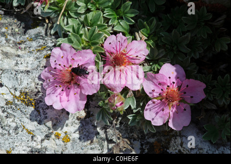 Pink Cinquefoil (Potentilla nitida) Foto Stock