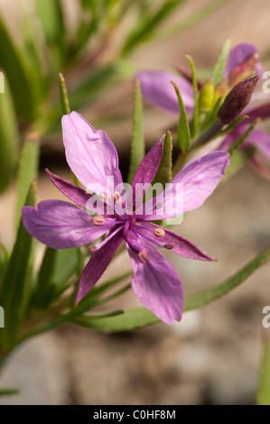 Alpine Willowherb (Epilobium fleischeri) Foto Stock