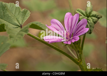 Comune (Malva Malva Sylvestris) Foto Stock
