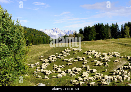Pecore al pascolo nelle montagne delle Alpi Foto Stock