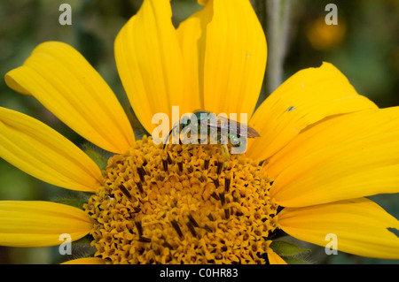 Il sudore bee (Halictidae) alimentazione da un messicano di girasole (Tithonia tubaeformis) Foto Stock