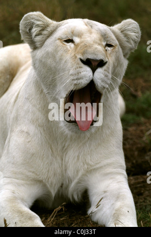 ALBINO leonessa bianca sbadigli SEAVIEW LION AFRICA SEAVIEW PORT ELIZABETH Eastern Cape SUD AFRICA SEAVIEW LION PARK SOUTH AFR Foto Stock