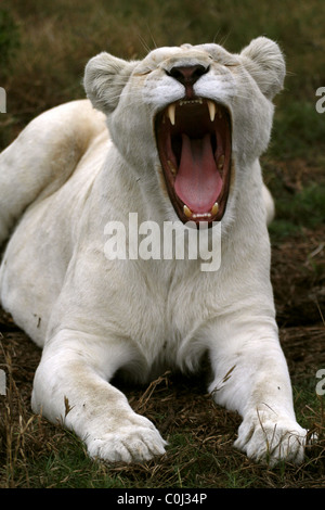 ALBINO leonessa bianca sbadigli SEAVIEW LION AFRICA SEAVIEW PORT ELIZABETH Eastern Cape SUD AFRICA SEAVIEW LION PARK SOUTH AFR Foto Stock