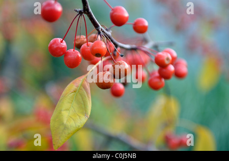 Chiudere l immagine di crabapple frutti, Astragalo Rosaceae, appeso ad un albero. Stati Uniti d'America. Foto Stock