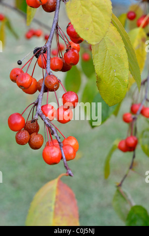 Chiudere l immagine di crabapple frutti, Astragalo Rosaceae, appeso ad un albero. Stati Uniti d'America. Foto Stock