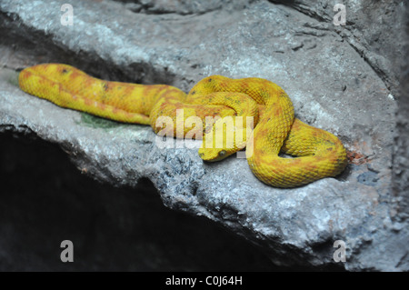 Gialla Viper di ciglia in appoggio sulle rocce Foto Stock