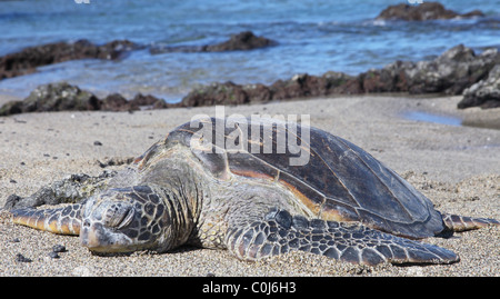 La tartaruga in appoggio sulla spiaggia in Waikoloa sulla Big Island Foto Stock