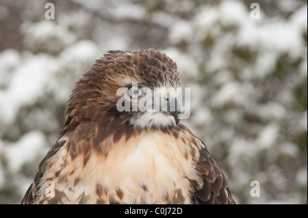 Colpo alla testa della wild red-tailed hawk cercando di destra con la neve in background Foto Stock