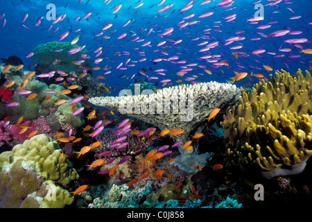 Tropical Coral reef, Figi, Oceano Pacifico Foto Stock